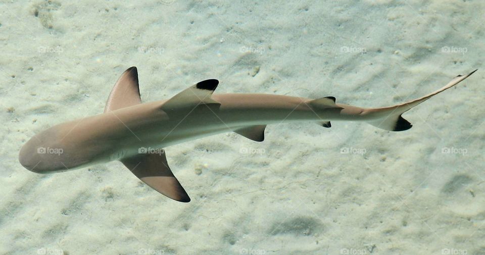 Baby reef shark. Baby reef shark in Bora Bora, French Polynesia