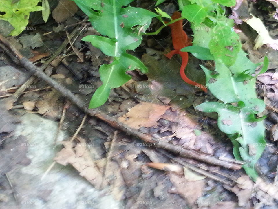 Eastern Newt