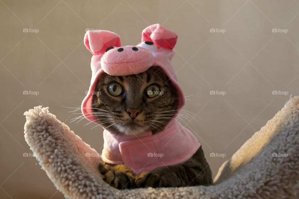 A cat wearing a pig costume 