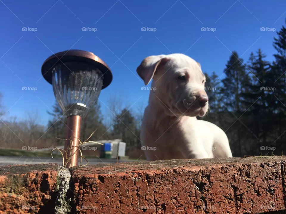 Cute dog