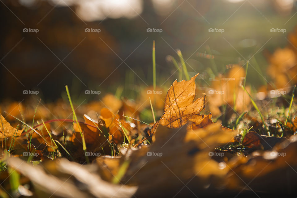 Close-up of fall leaves,beautiful enening sunlight