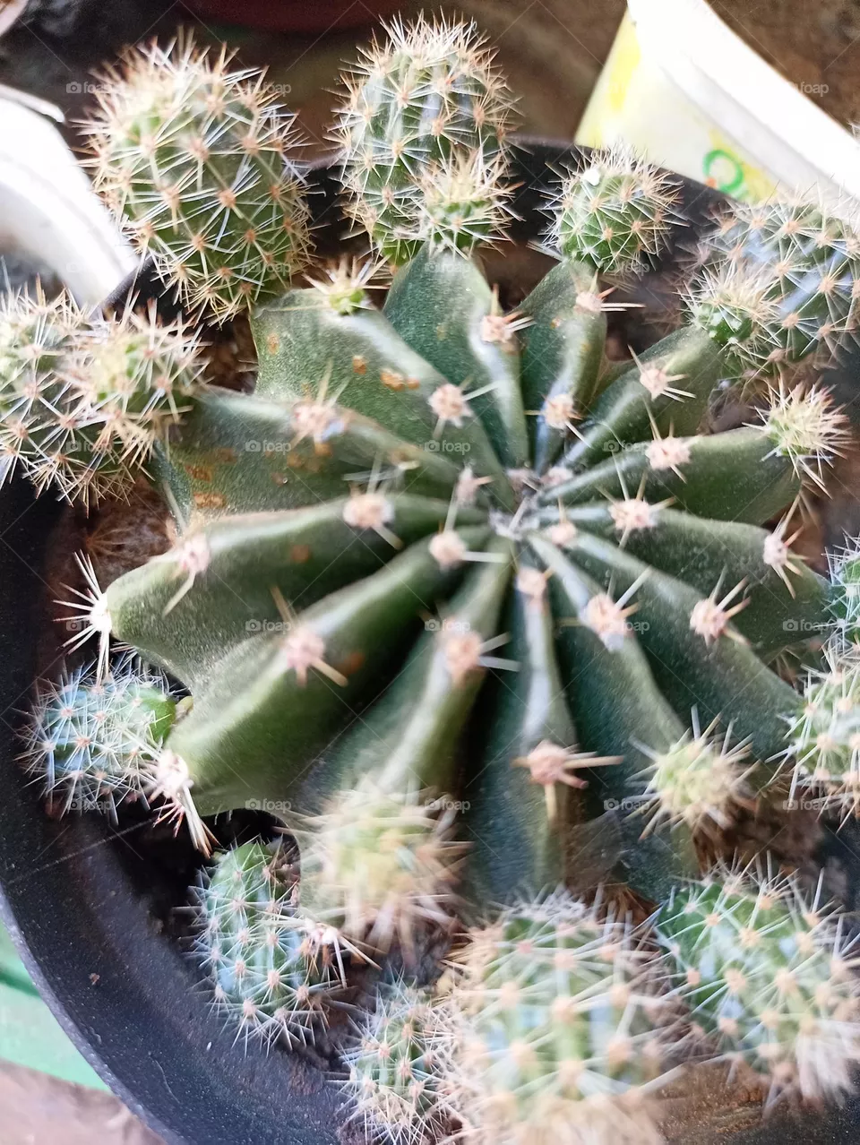 cacto