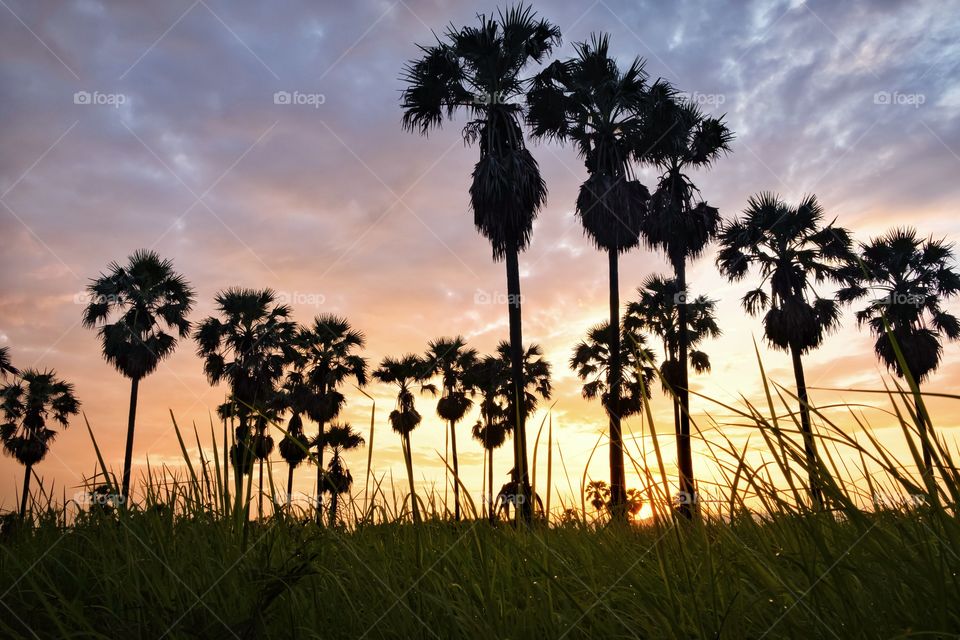 Sunrise behind silhouette of sugar palm in rice field