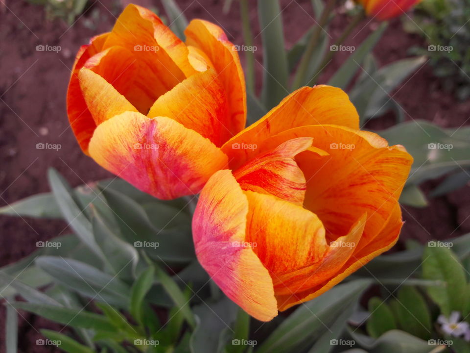 Tulip - red and yellow