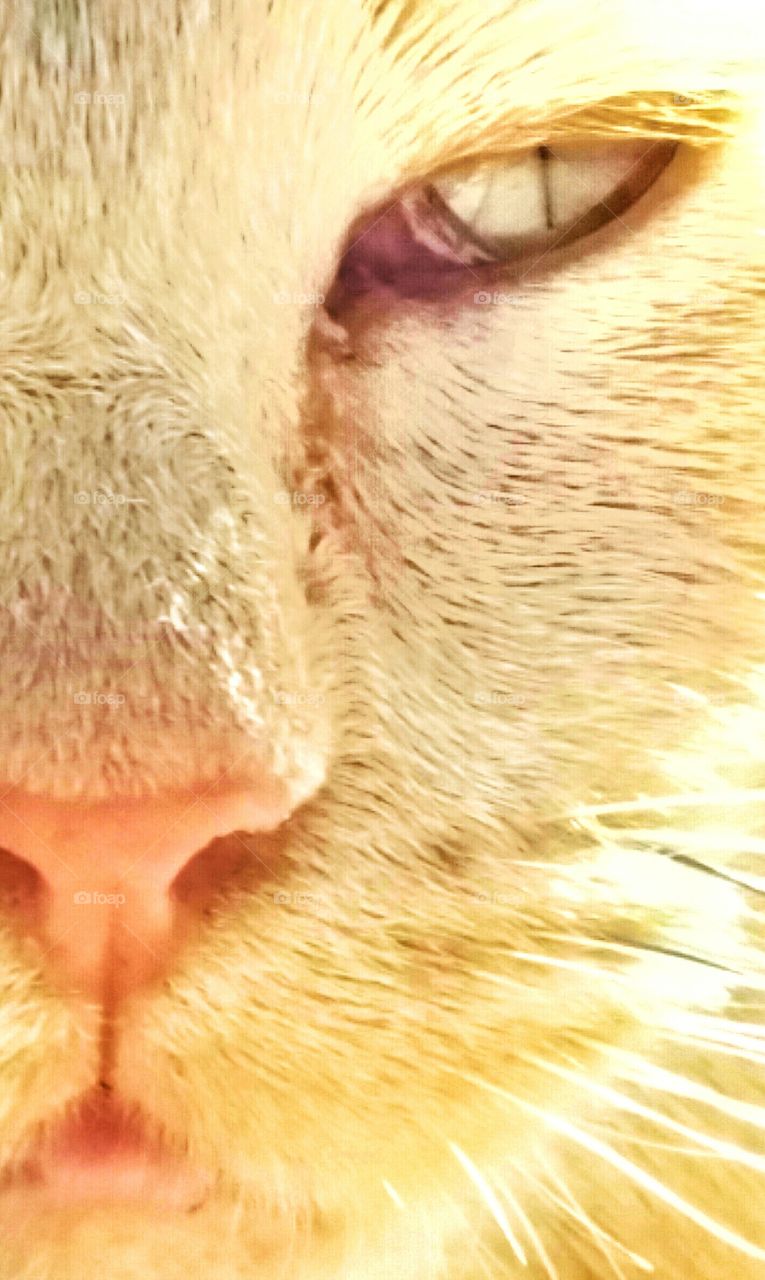 cats face close up