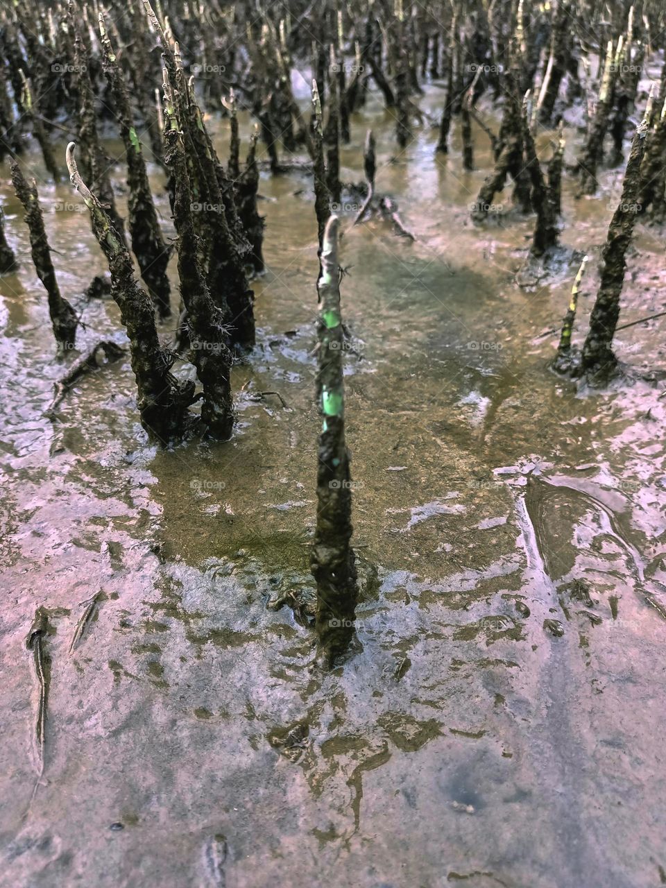 Tropical mangrove forest tree roots,
pneumatophores or aerial roots of plants in water logged habitat on low tide beach, North Sumatra, Indonesia