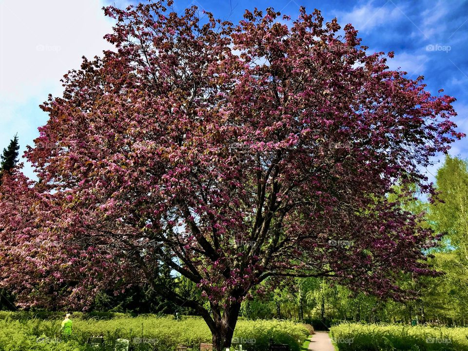 Cherrytree blossoming