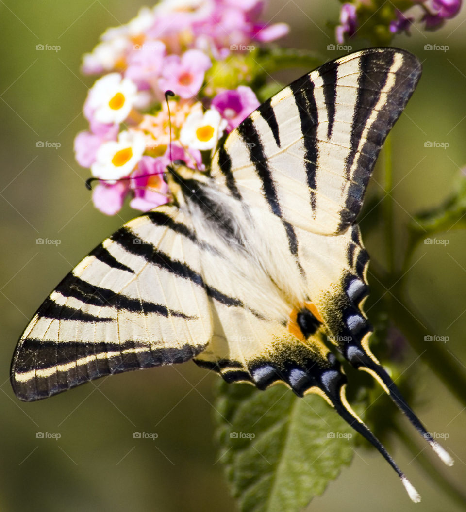 Papilio machaon