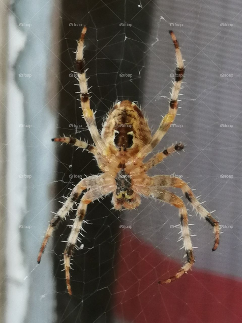 Spider