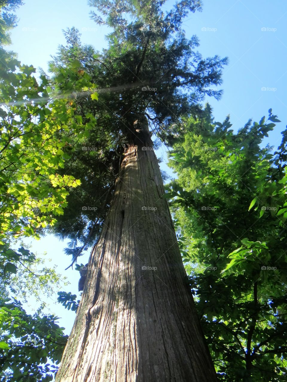 Tall tree