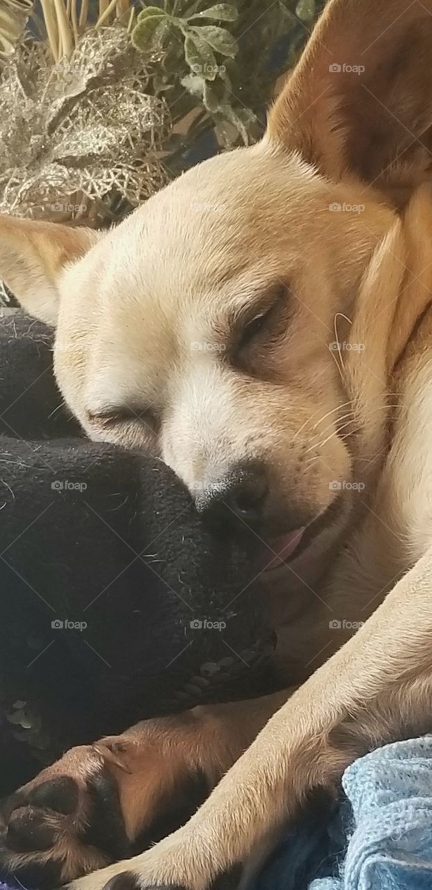 Chihuahua napping