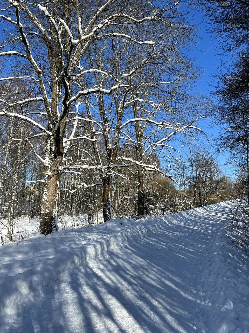 Bright weather view to the bare trees and snowy footpath stripped with trees shadows