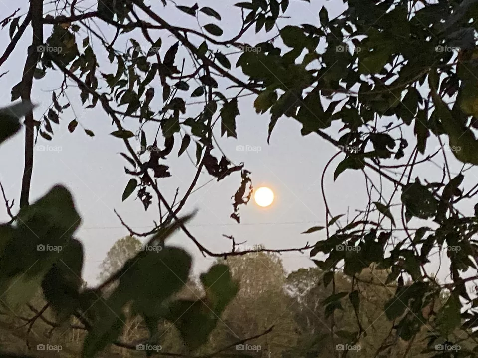 The moon 