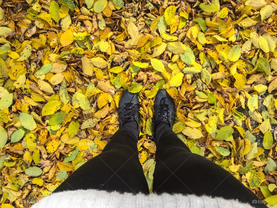 Yellow leaves