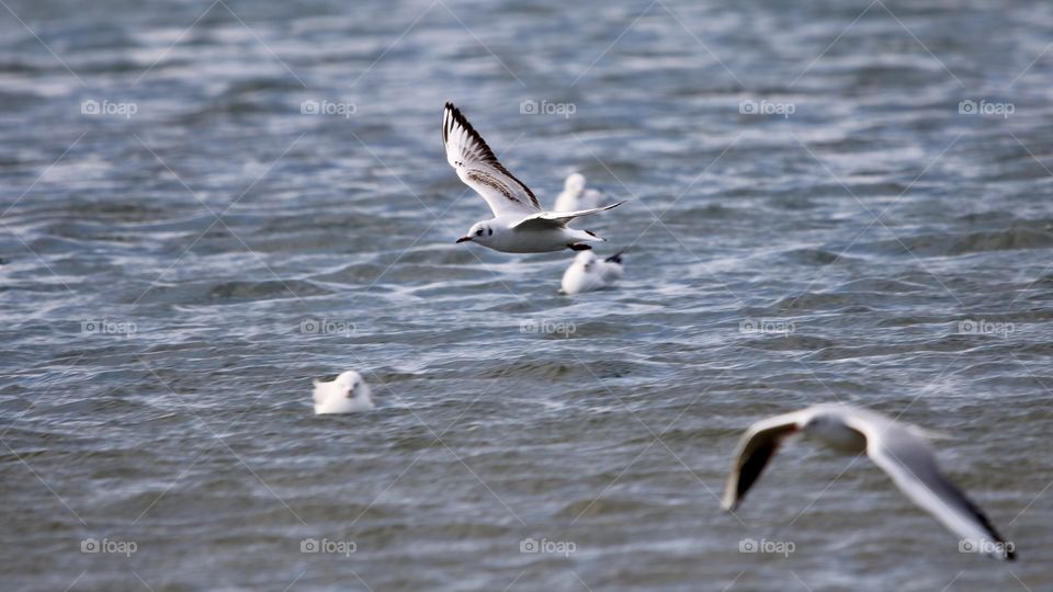 seagull in flight