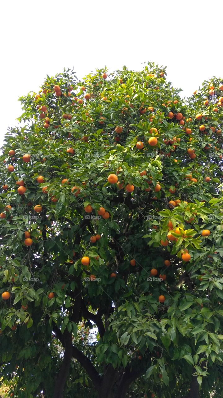 fruit tree