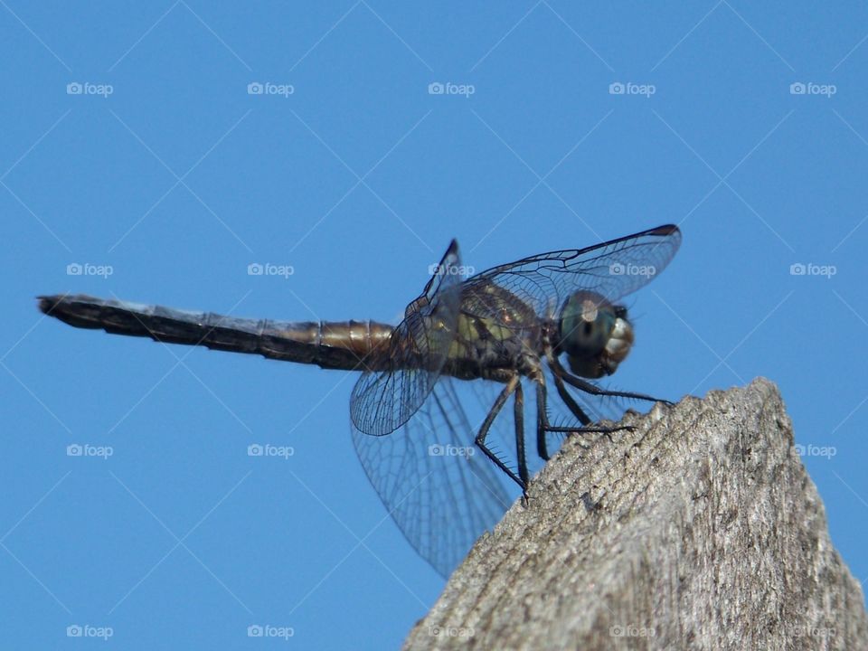 Dragonfly on fence