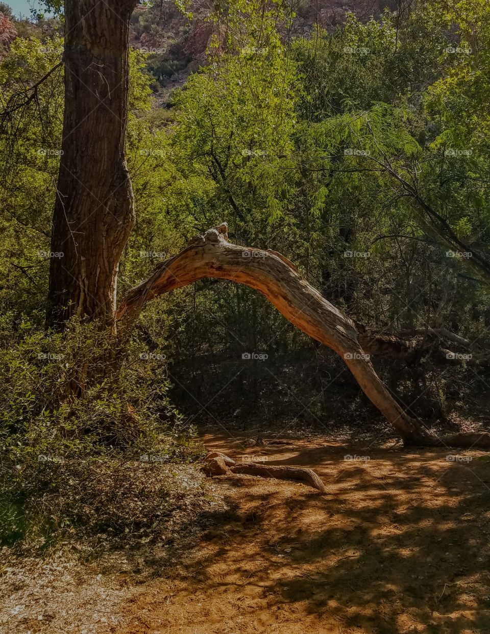 A unique tree grows along the trail.