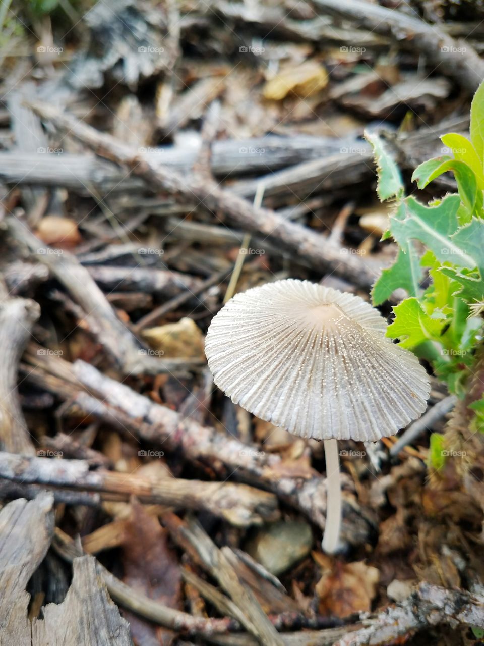 Mushroom top