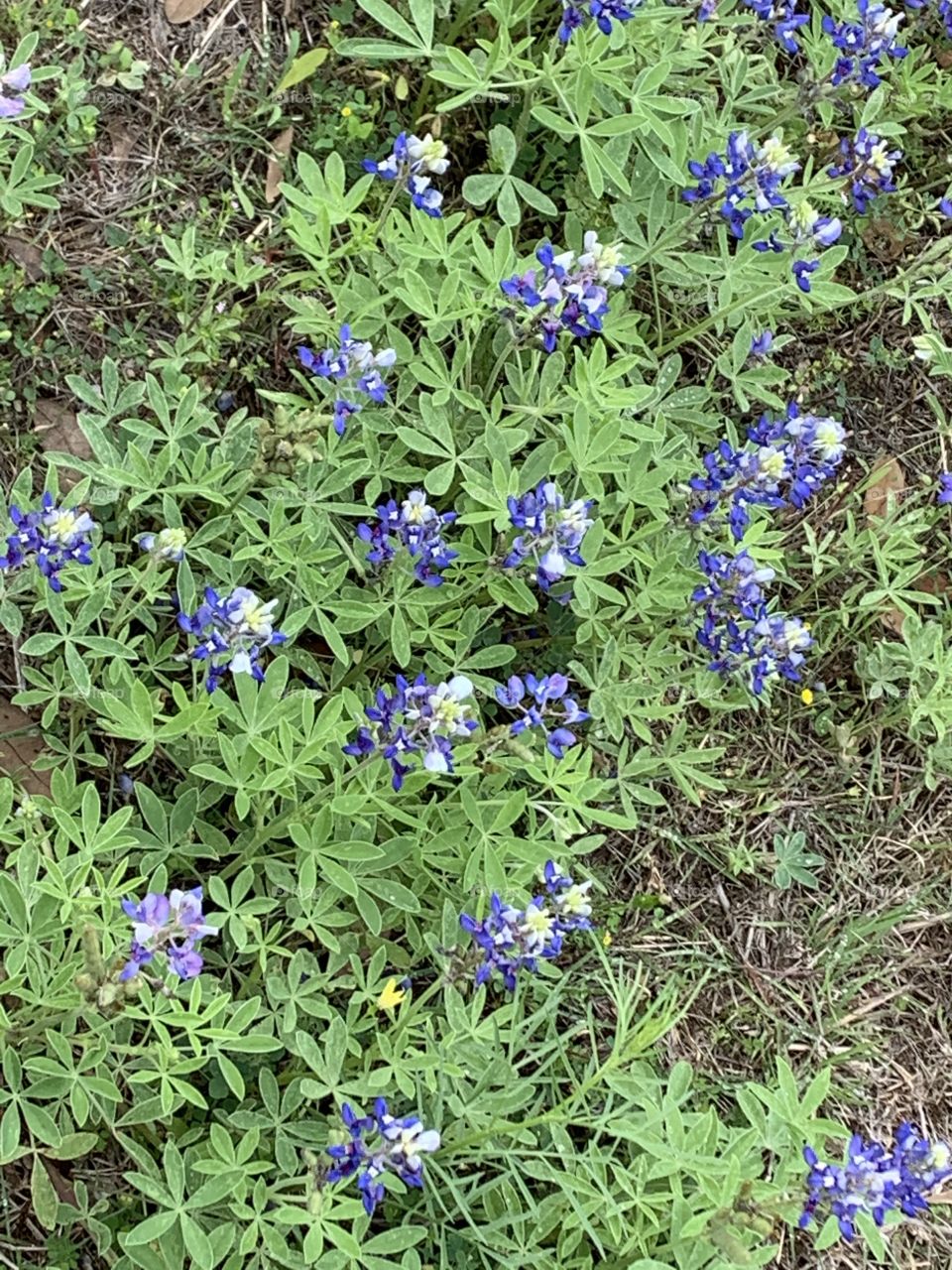 Texas Bluebonnets