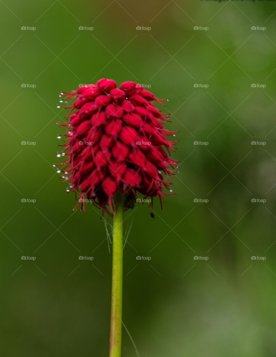 small tiny dew drops on a tiny red flower with green Bokeh background