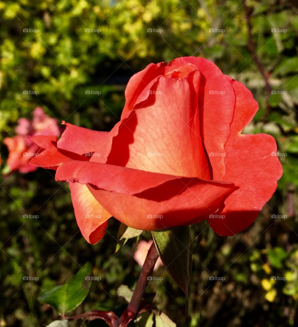 In Memory of Our Fallen Soldiers 