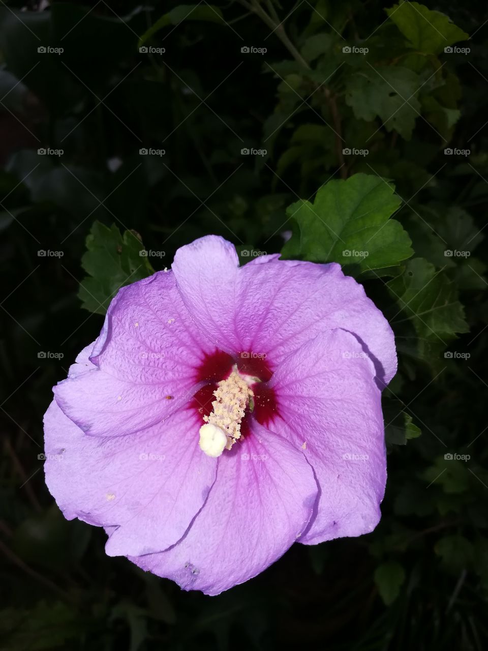 Purple Hibiscus...