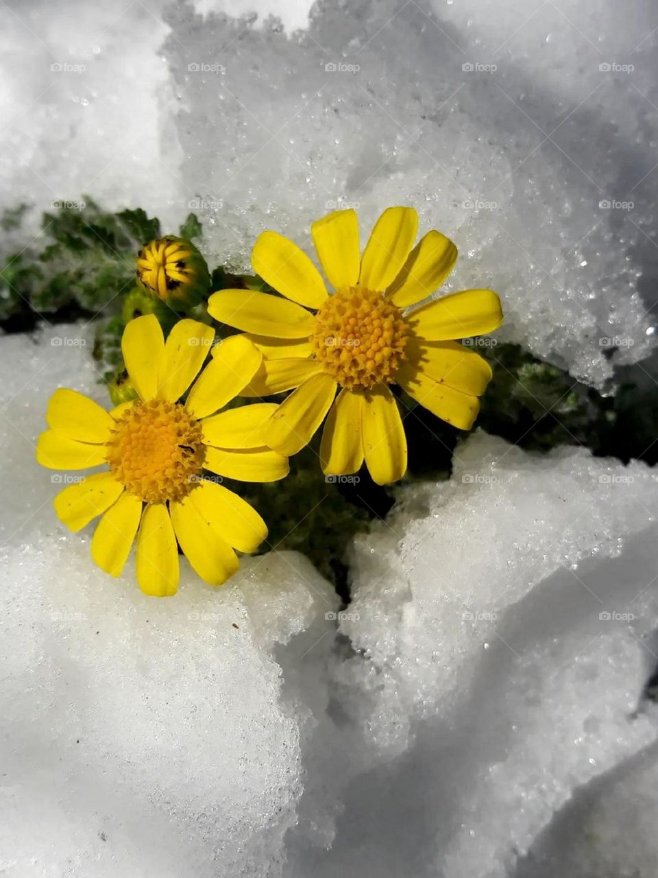 Finding a beautiful flower covered in snow in winter is hopeful and artistically beautiful to me. It also gives me hope that spring will come...