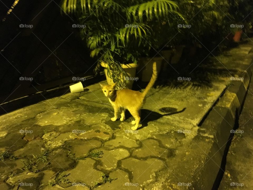 A stray cat lingering around the streets of Mumbai