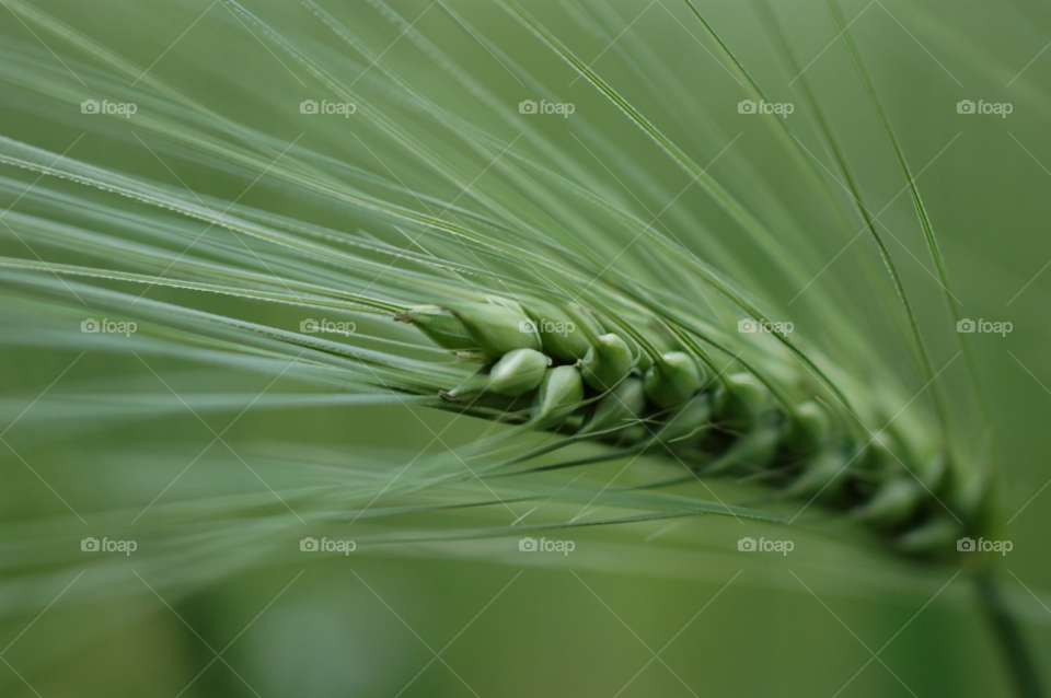 green grain wheat by ibphotography