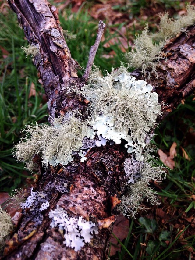 Funky moss