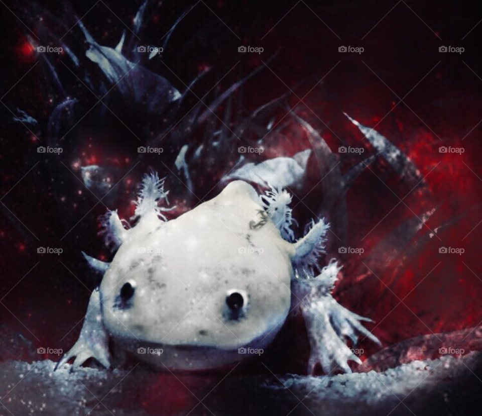 Axolotl 