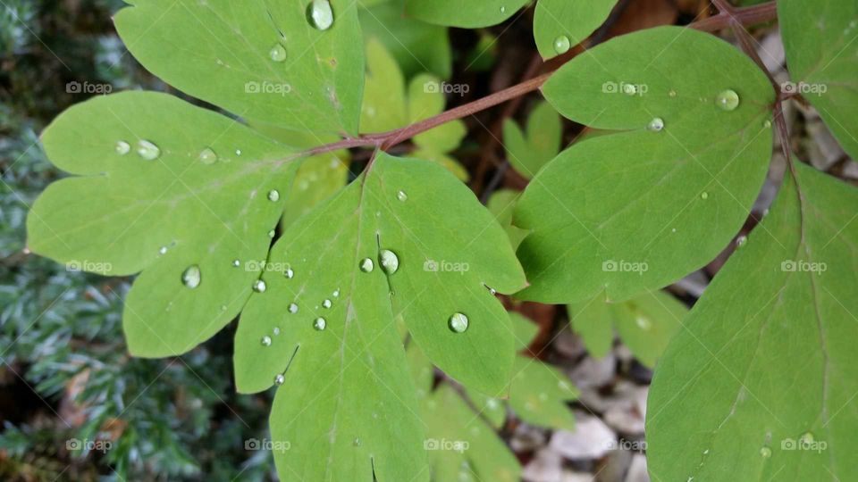 Green leaves and rain drops