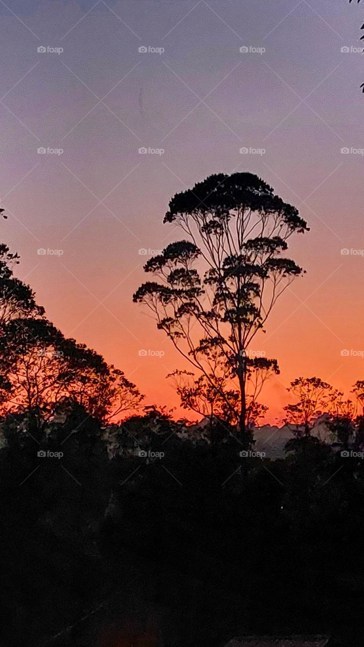 Silhouette of a tree in reddish sunset