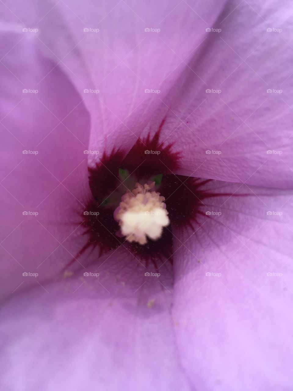 Wide open saying hi to the day my Rose of Sharon just loving the season. Hello summer!