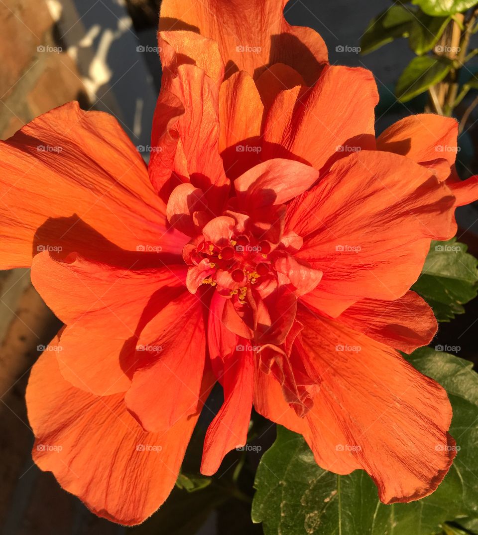 Orange hibiscus