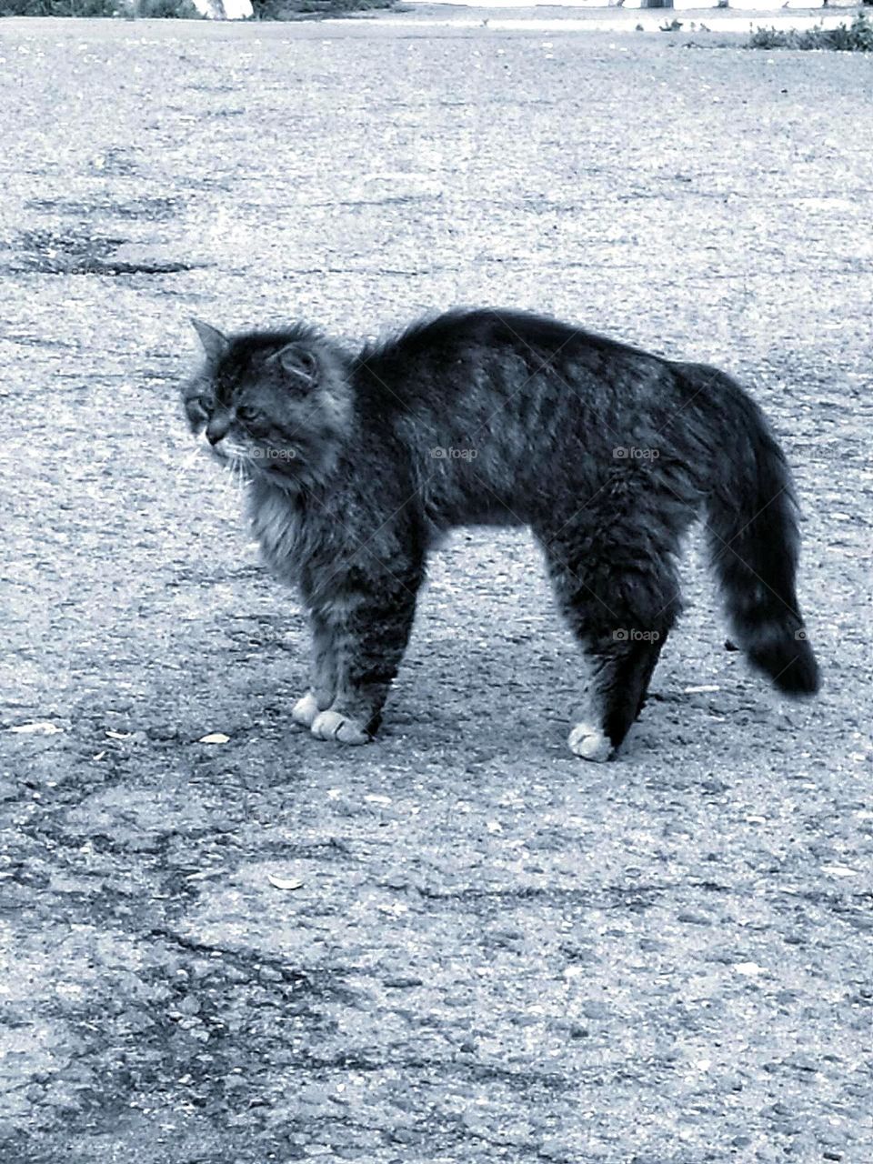 Fear.  Black and white photo.  On the pavement is a cat that got scared.  Cat pose: arched back, bristling fur, open mouth and downward tail, speak of fright and fear