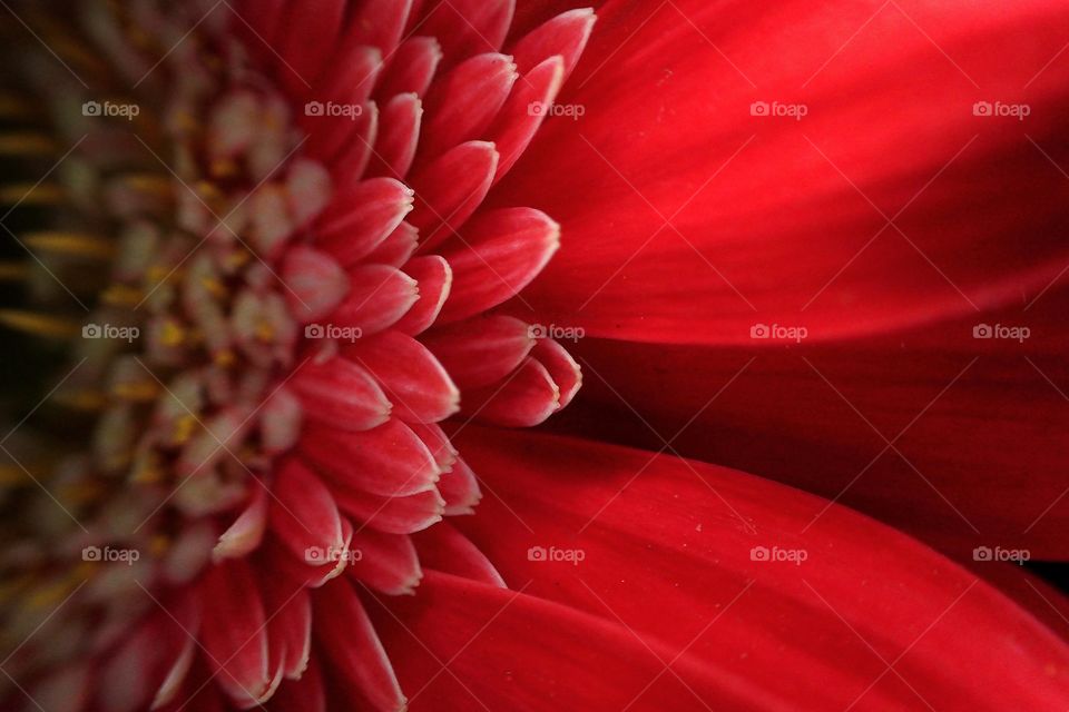 Macro shot of red flower