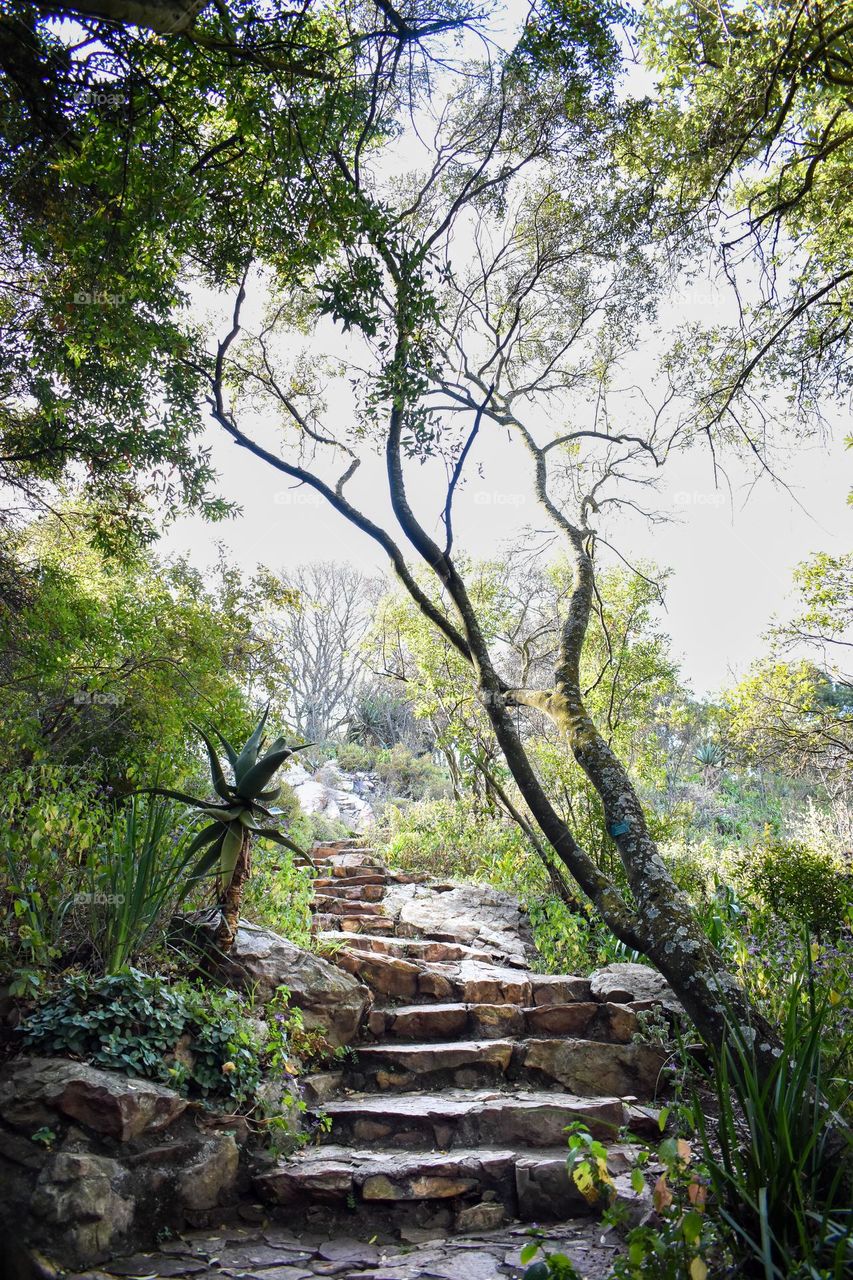 Tropical garden greenery in the botanical garden at the park, travel in garden with benches, explore on the stone walkway and path, walking the dog outdoors on a leash, hiking fitness, motivation to move, peace recreation and wanderlust and colourful