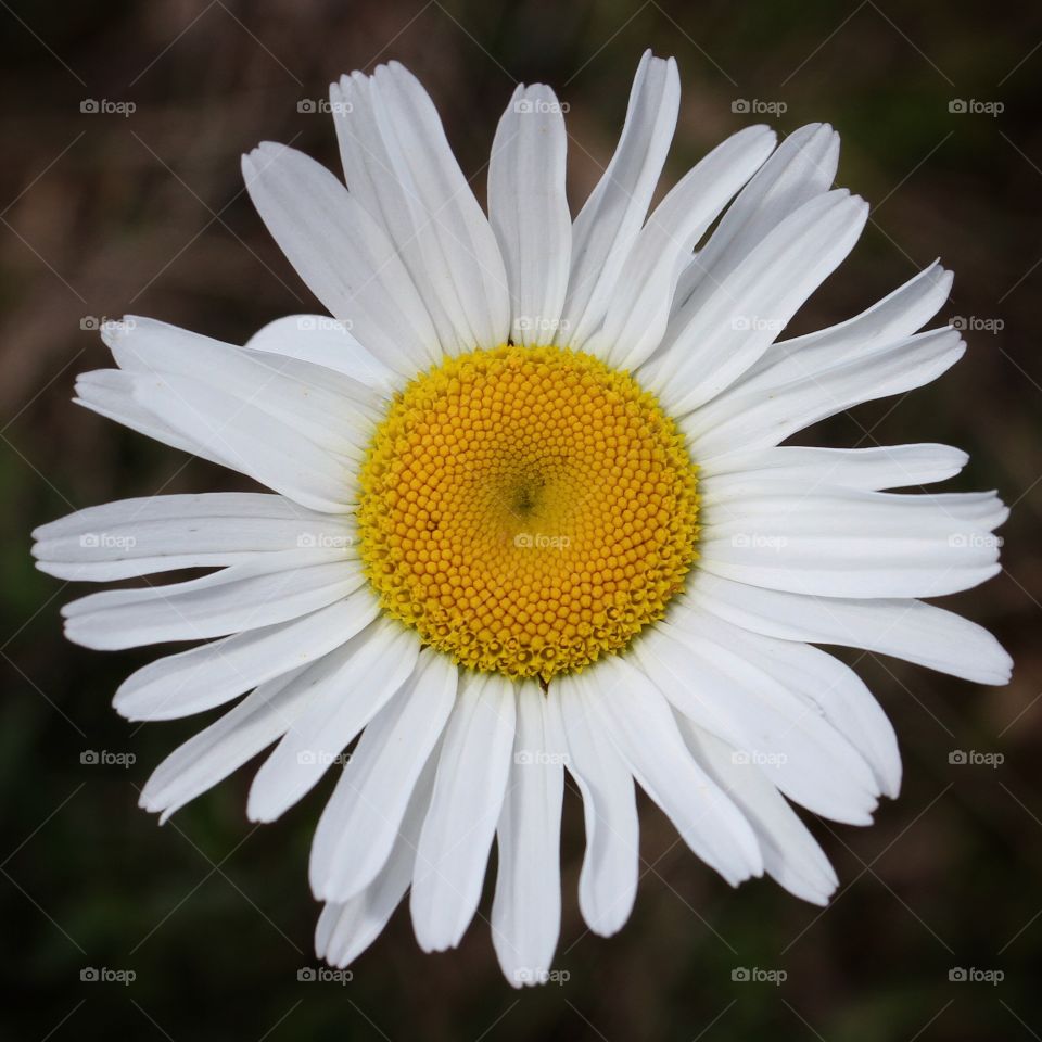 Wild daisies 