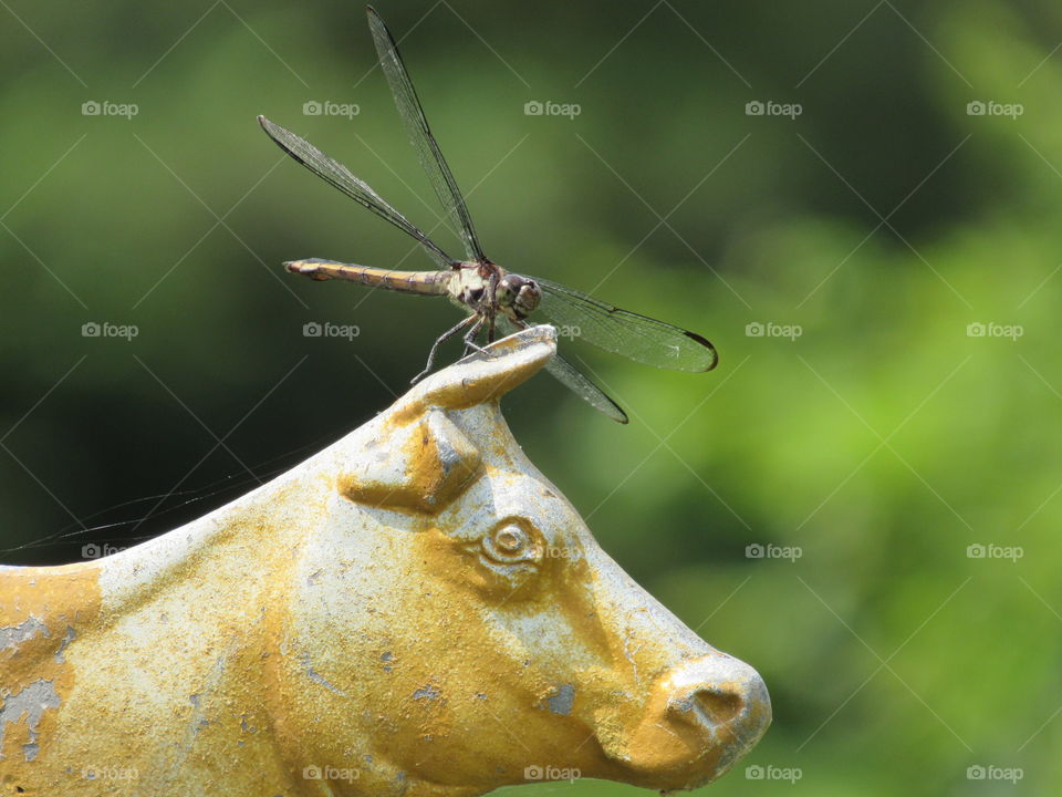 Dragonfly perched on cast iron cow head