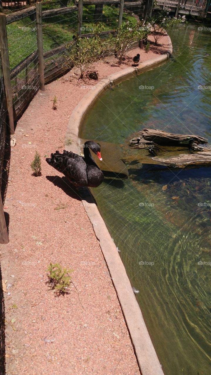 duck in sunlight by water