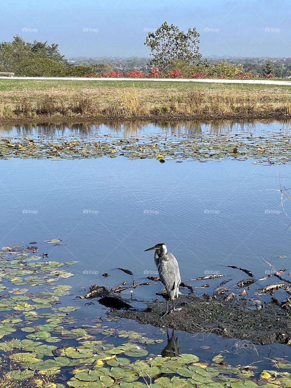 Grey heron perched in water