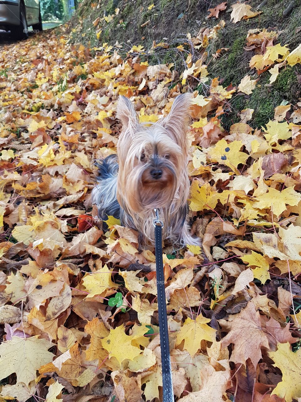 Herbstposing