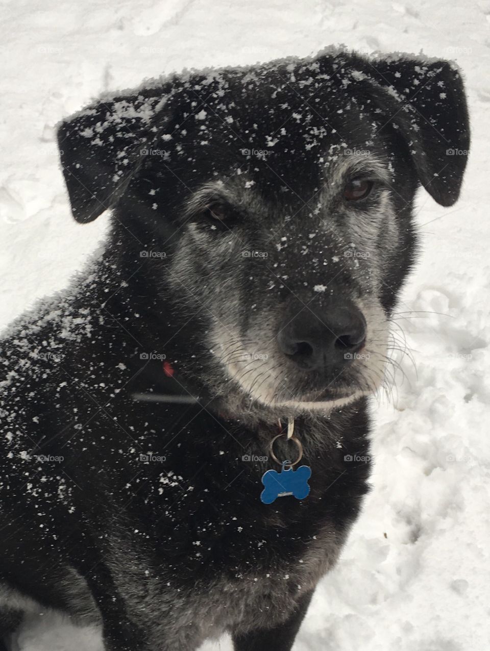 Lab in snow. Black and white. 