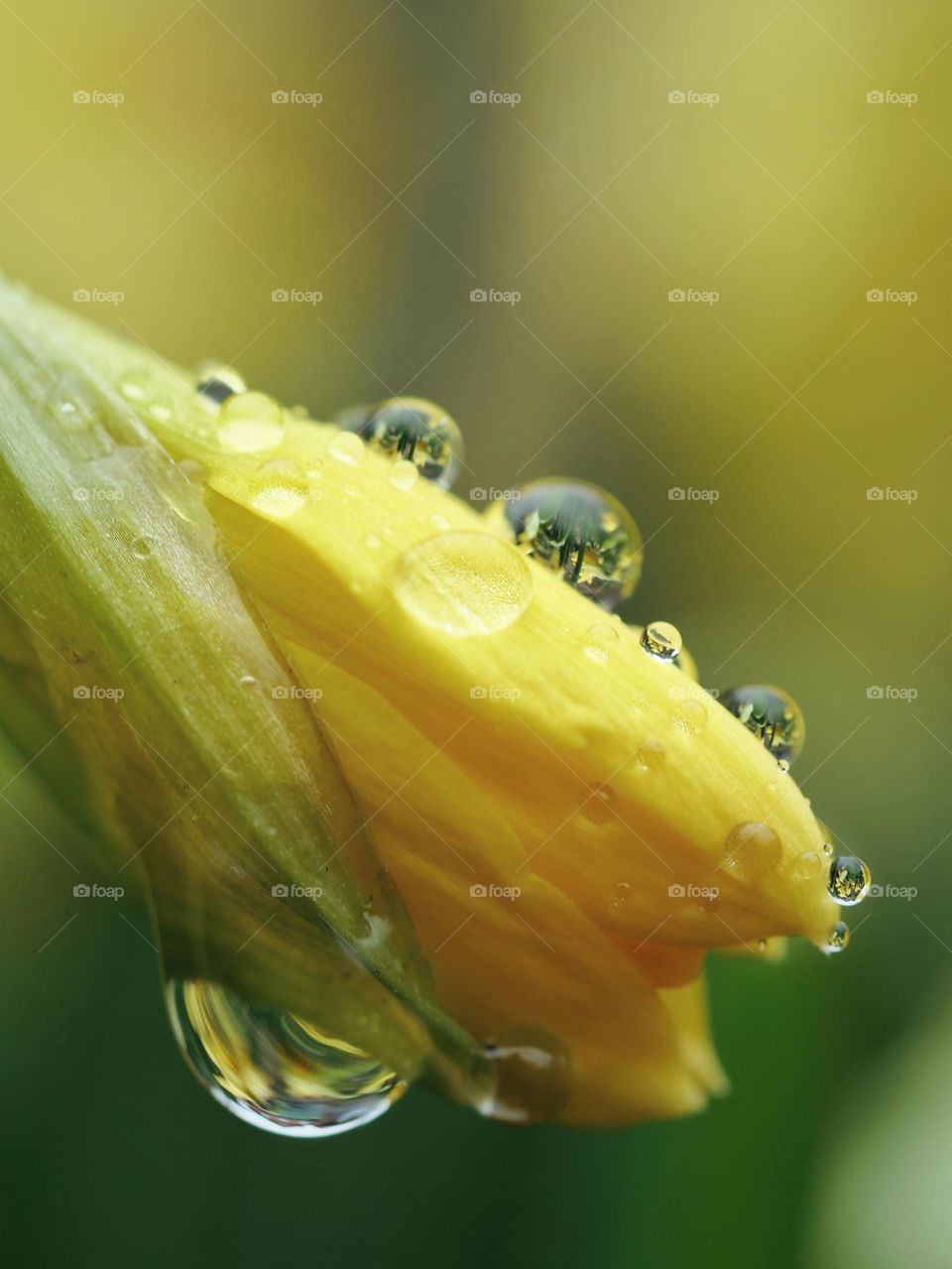 Raindrops on daffodil bud