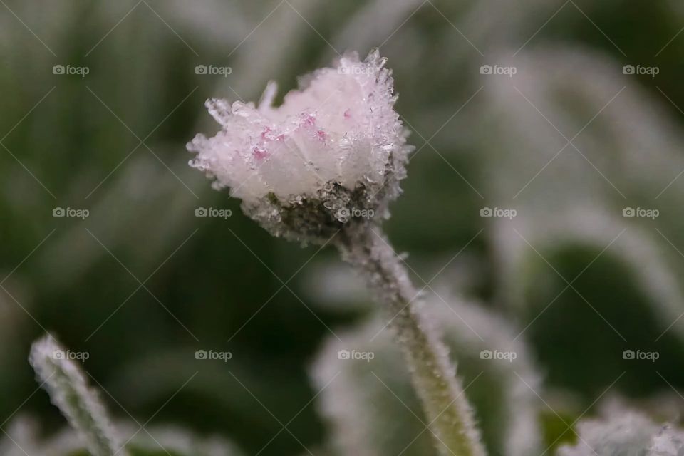Close up on a frosted white daisy covered with ice crystals