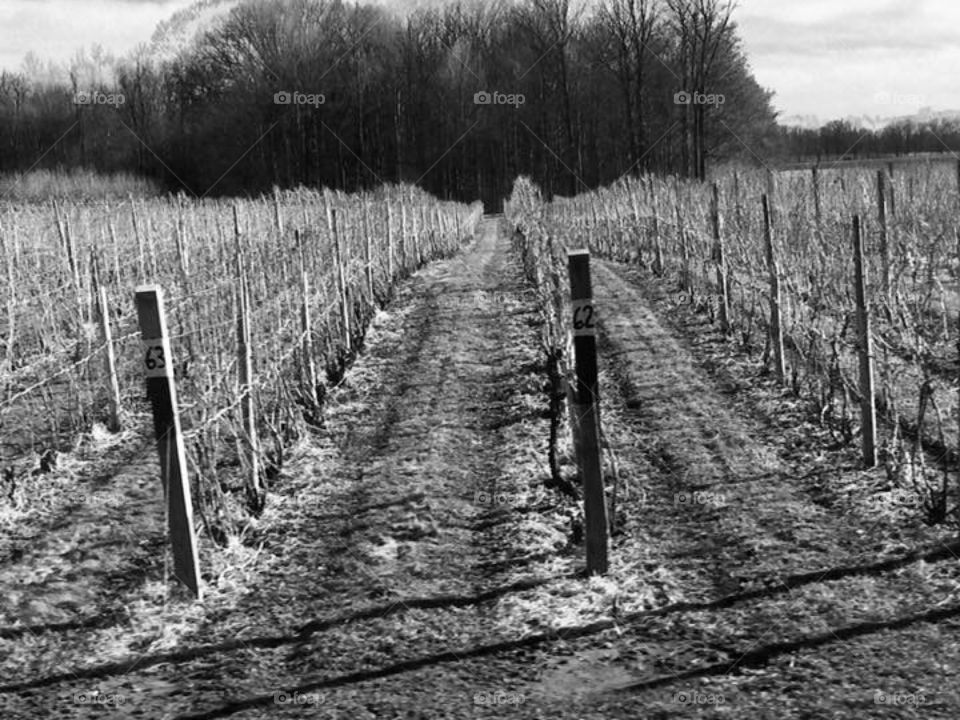 Vineyards before the growth