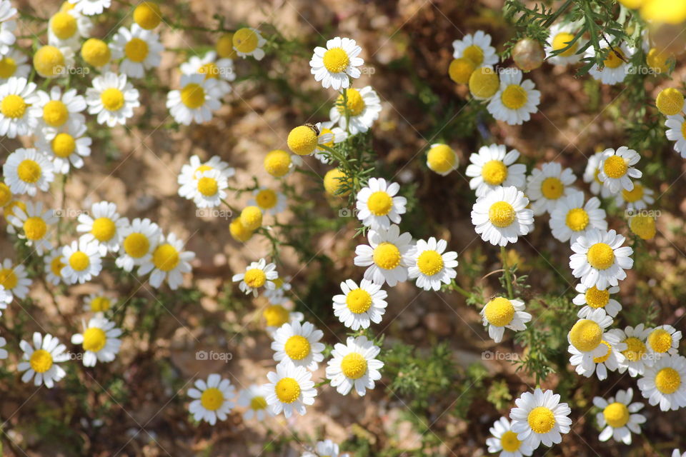 Close-up of daisy flowers