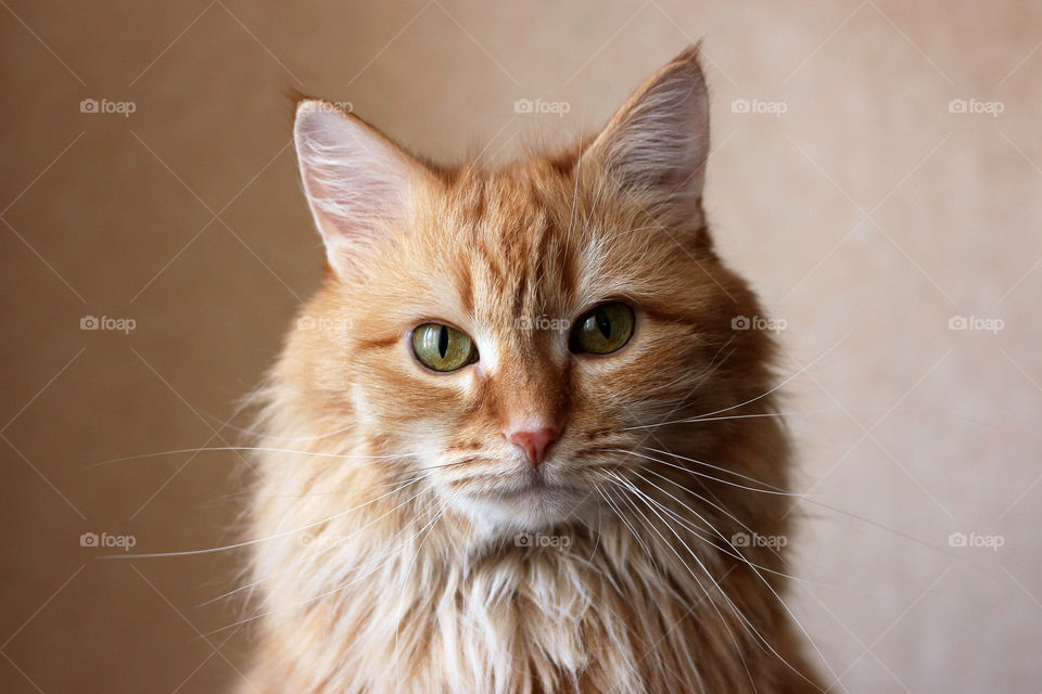 Portrait of a ginger cat